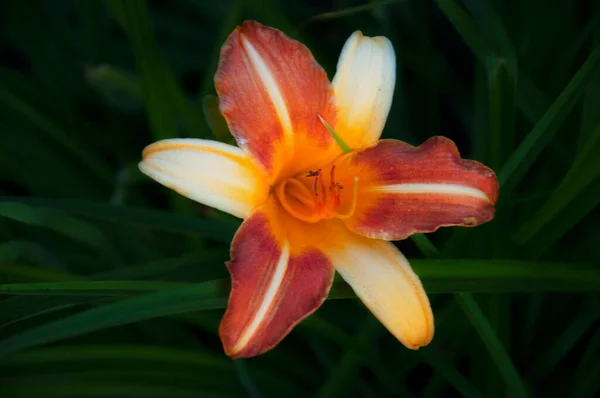 Taglilie blüht orange — Stockfoto