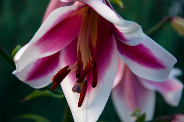 Friso-Lilienblüte — Stockfoto