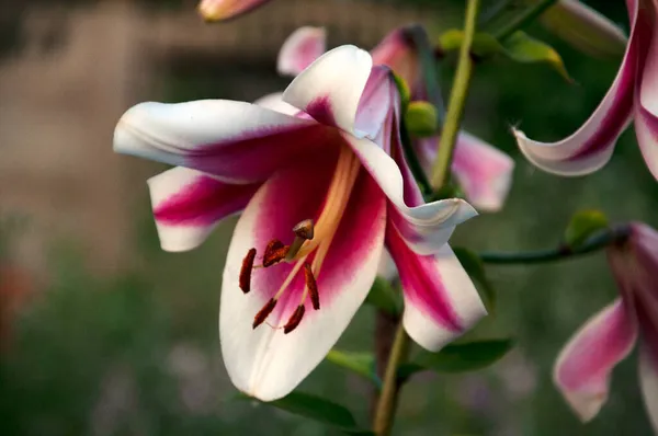 Friso-Lilienblüte — Stockfoto