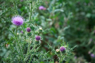 Dikenli sarmaşık çiçeği yaklaş.