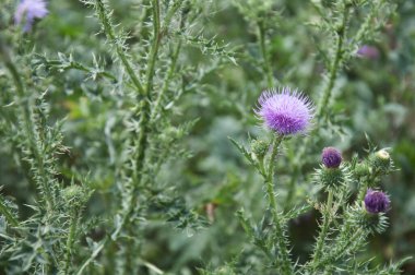 Dikenli sarmaşık çiçeği yaklaş.