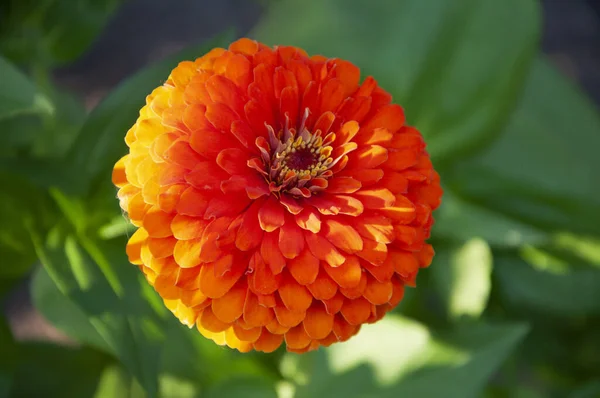 Orangefarbene Zinnia-Blüte aus nächster Nähe — Stockfoto