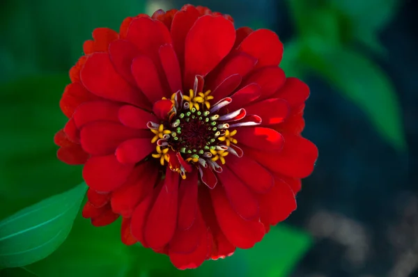 Piros zinnia virág közelről — Stock Fotó