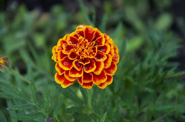 Marigold virág közelről — Stock Fotó