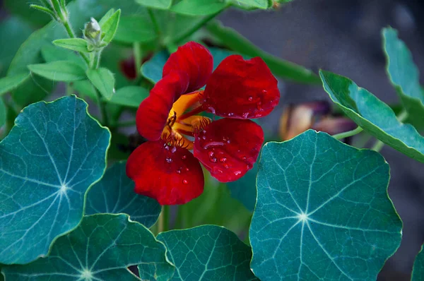 赤いナストリウムの花を閉じる — ストック写真
