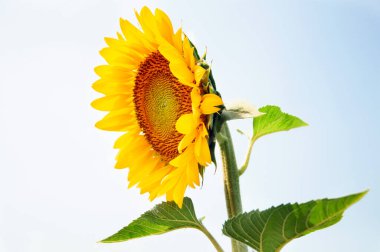 mavi gökyüzü arka plan ayçiçeği çiçek