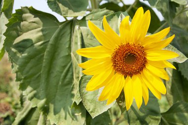 Kendi yeşilliklerinin arka planında ayçiçeği