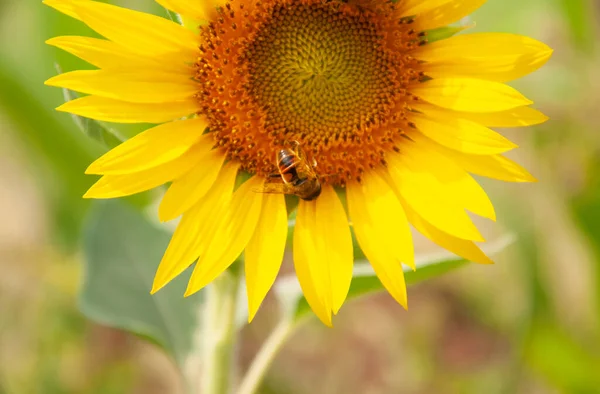 Las abejas en las flores de girasol en la flor de girasol Imagen de archivo