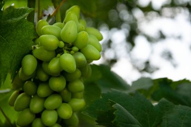 Bir demet yeşil üzüm.