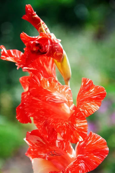 Beyaz damarlı kırmızı gladiolus — Stok fotoğraf