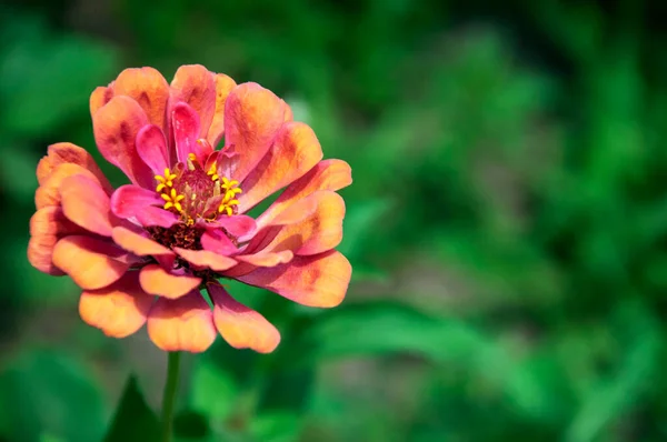 Zinnia květina oranžová dahlia close-up — Stock fotografie