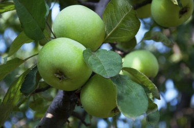 Yeşil elma ağacı yakın Tarih