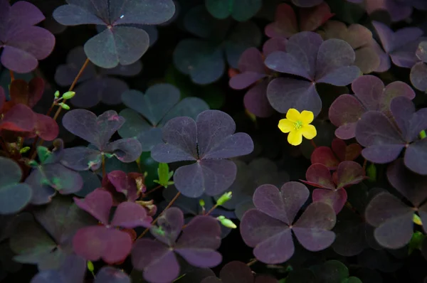 Feuilles et fleurs jaunes d'oxalis en gros plan — Photo