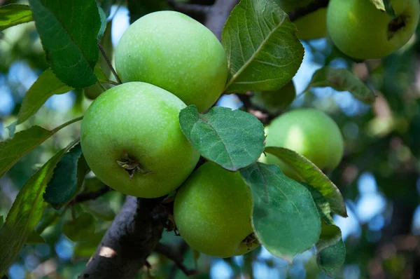 Zielone jabłka na zbliżenie drzewo — Zdjęcie stockowe