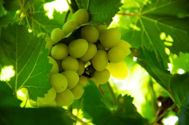 Sarmaşıkta bir demet yeşil üzüm.