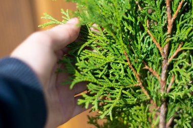 Thuja kozalaklı yaprakları. El, haydutu tutar. Thuja iğneleri
