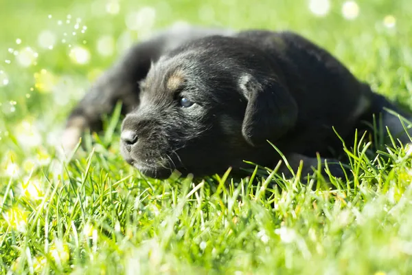 Yavru köpek yeşil çimlerin üzerinde yatıyor. — Stok fotoğraf