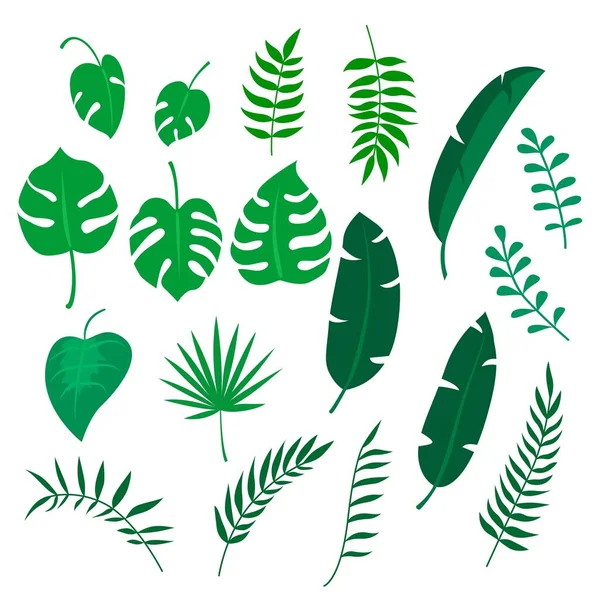 Feuille tropicale. Feuilles exotiques tropicales. Feuille de plante de Monstera, bananiers, feuilles de palmier tropicales vertes vecteur isolé — Image vectorielle