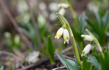 Çuha çiçekleri. Karda ilk bahar çiçekleri
