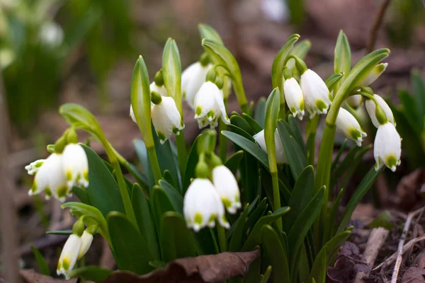 Snowdrops primroses. First spring flowers in the snow — Stock Photo, Image