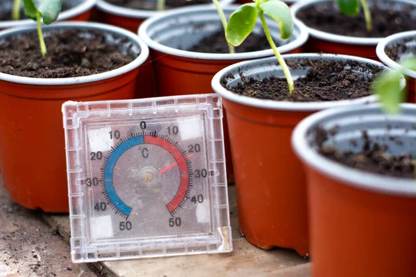 Θερμόμετρο για φυτά στο θερμοκήπιο. Διατήρηση της βέλτιστης θερμοκρασίας στο θερμοκήπιο — Φωτογραφία Αρχείου