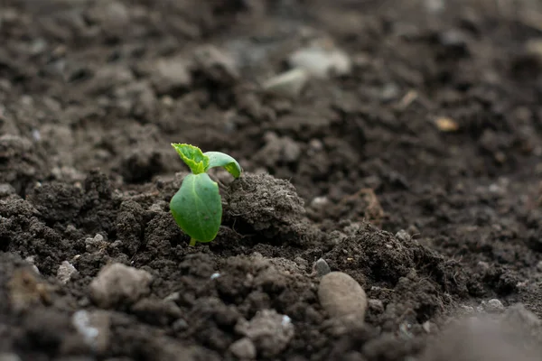 Brote de pepino. Pepino en el suelo en un invernadero. Pequeña planta —  Fotos de Stock