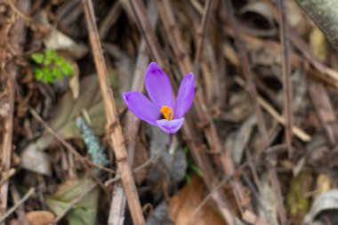 Crocus leylak çiçeği çuha çiçeği. İlkbaharda yeşilliğin arka planında Crocus