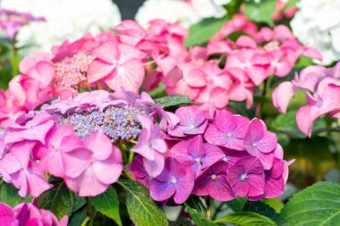 Ortanca. Çok güzel renkli ortanca çiçekleri. Ortanca çiçeklerinin sergi pazarı