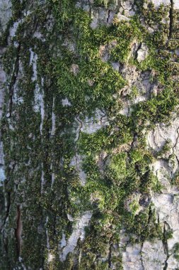 Tree bark abstractions. Tree Eye and Faces. Boot structure. The forest in early spring. Bare tree branches. Green moss on the bark. Old, big trees. Sunny day. There is no one.