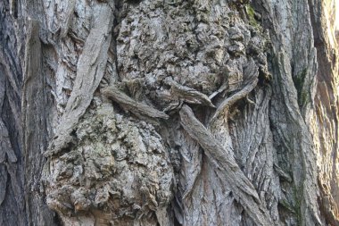 Ağaç kabuğu soyutlamaları. Ağaç Gözü ve Yüzler. Çizme yapısı. İlkbaharın başlarında orman. Çıplak ağaç dalları. Ağaç kabuğunda yeşil yosun. Yaşlı, büyük ağaçlar. Güneşli bir gün. Kimse yok..