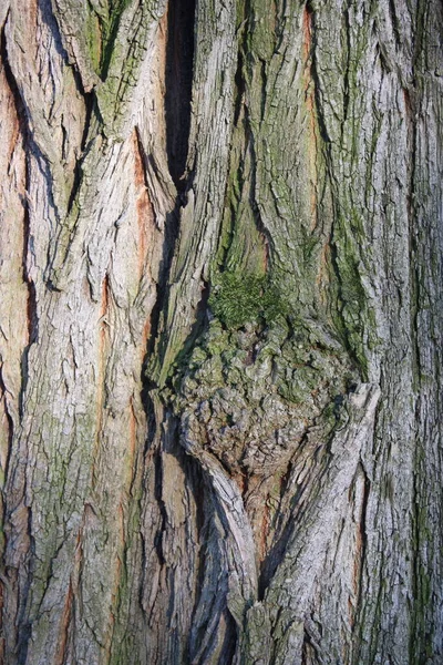 Tree Bark Abstractions Tree Eye Faces Boot Structure Forest Early — Stock Fotó