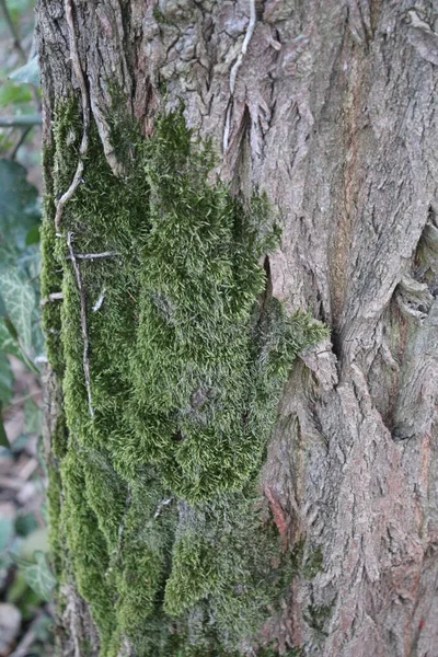 Abstrações Casca Árvore Olho Árvore Caras Estrutura Bota Floresta Início — Fotografia de Stock