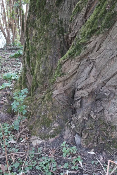 Tree Bark Abstractions Tree Eye Faces Boot Structure Forest Early —  Fotos de Stock