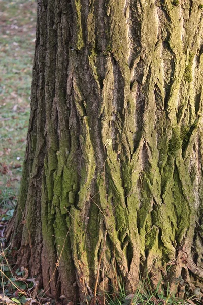 树皮抽象 树眼和脸 启动结构 早春的森林 裸树分枝 树皮上有绿色苔藓 又老又大的树阳光灿烂的日子 没有一个人 — 图库照片