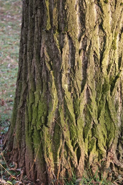 Abstrações Casca Árvore Olho Árvore Caras Estrutura Bota Floresta Início — Fotografia de Stock