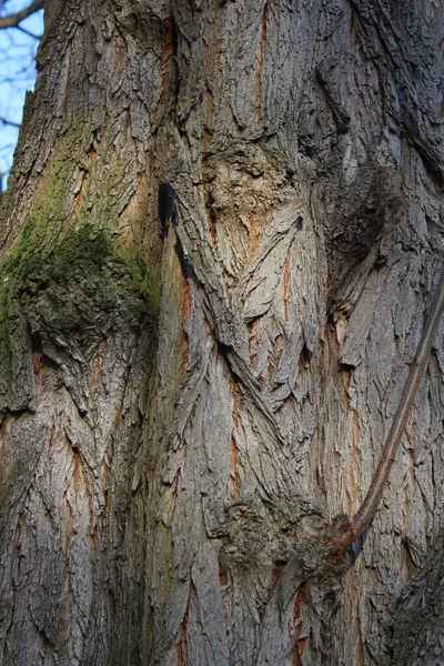 Tree Bark Abstractions Tree Eye Faces Boot Structure Forest Early —  Fotos de Stock