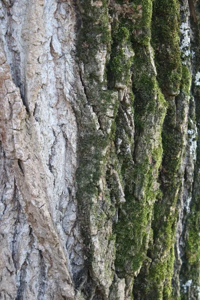 Abstrações Casca Árvore Olho Árvore Caras Estrutura Bota Floresta Início — Fotografia de Stock