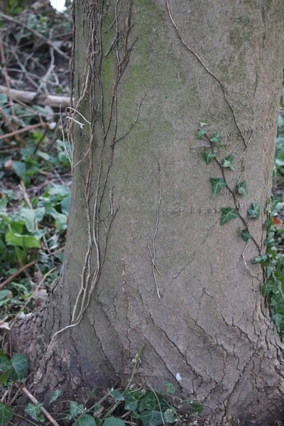 Tree Bark Abstractions Tree Eye Faces Boot Structure Forest Early — Stock Fotó