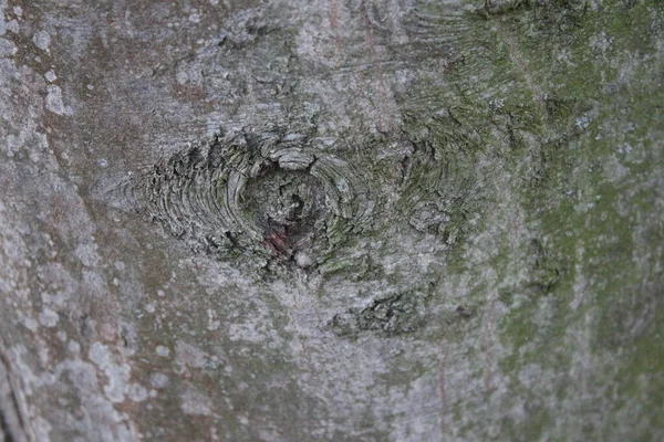 Abstracciones Corteza Árbol Ojo Árbol Caras Estructura Arranque Bosque Principios —  Fotos de Stock