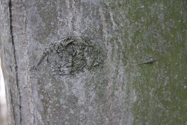 Tree Bark Abstractions Tree Eye Faces Boot Structure Forest Early —  Fotos de Stock