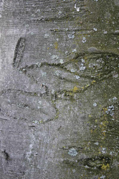 Abstrações Casca Árvore Olho Árvore Caras Estrutura Bota Floresta Início — Fotografia de Stock