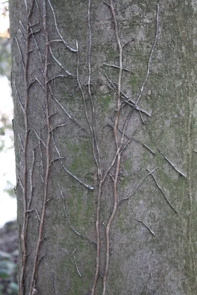 Abstracciones Corteza Árbol Ojo Árbol Caras Estructura Arranque Bosque Principios —  Fotos de Stock