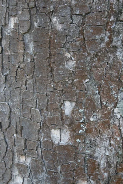 Abstracciones Corteza Árbol Ojo Árbol Caras Estructura Arranque Bosque Principios —  Fotos de Stock