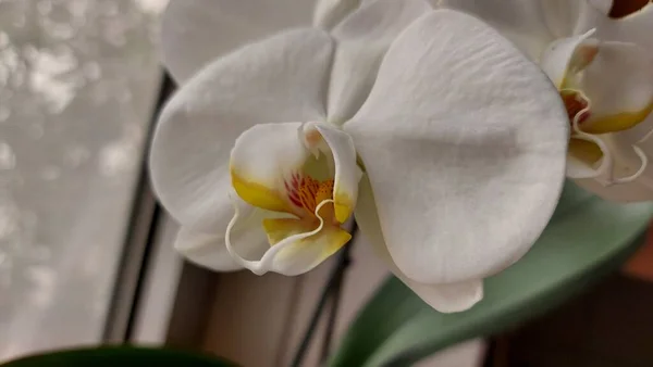 Orchidée Blanche Gros Plan Pétales Fleurs Exotiques Photo Une Plante — Photo