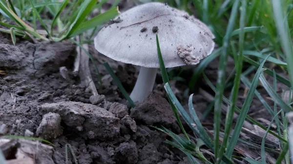 Mushrooms Field Forest Mushrooms Green Grass Background Hat Dirty Ground — Stockfoto