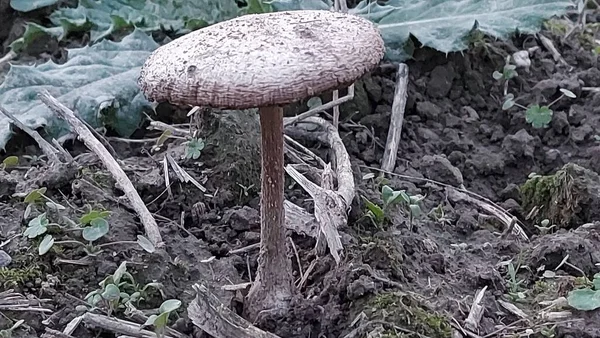 Mushrooms Field Forest Mushrooms Green Grass Background Hat Dirty Ground — Stockfoto