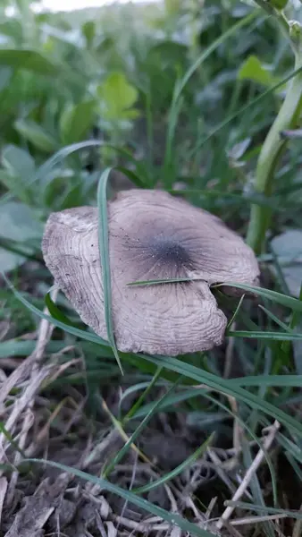 Mushrooms Field Forest Mushrooms Green Grass Background Hat Dirty Ground — Stockfoto