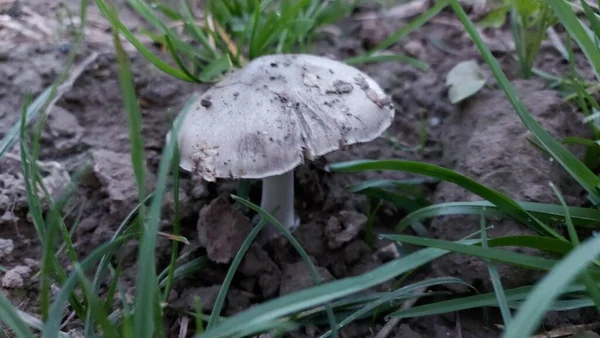 Mushrooms Field Forest Mushrooms Green Grass Background Hat Dirty Ground — Stockfoto