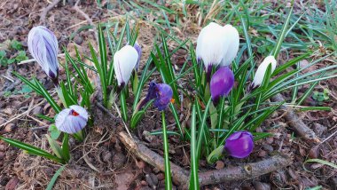 Crocus baharın habercisidir. Safran bir baharat bitkisidir. Çayırdaki renkli bahar çiçekleri. Arka planda yeşil çimenler var. Gün ışığı. Yakın plan fotoğraf. Parktan bir sahne. Bahçe dekorasyonu. Enfeksiyon ve tomurcuklar.