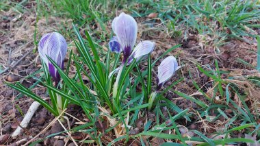 Crocus baharın habercisidir. Safran bir baharat bitkisidir. Çayırdaki renkli bahar çiçekleri. Arka planda yeşil çimenler var. Gün ışığı. Yakın plan fotoğraf. Parktan bir sahne. Bahçe dekorasyonu. Enfeksiyon ve tomurcuklar.